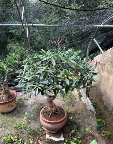 桂花老桩盆景怎么造型 桂花盆景如何修剪如何修剪造型