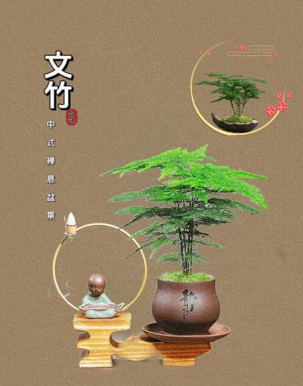 文竹养在家里什么意义 文竹在风水代表什么
