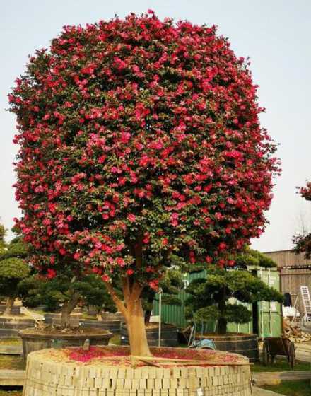 什么树种私家花园最美 这是什么花