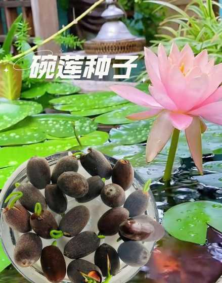 莲花莲子怎么种植方法 莲子发芽了怎么种植