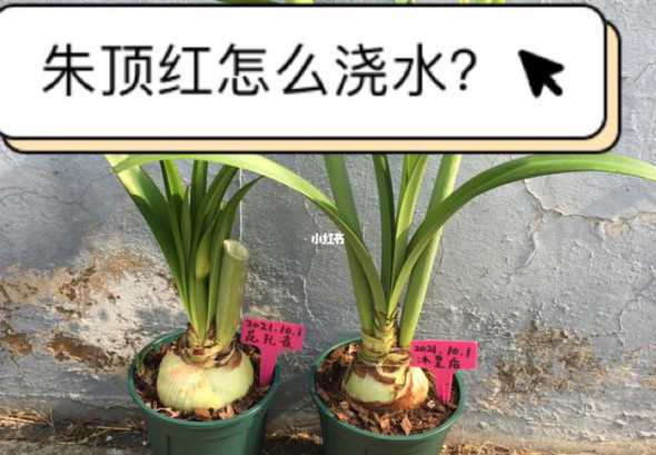 新栽植朱顶红怎么浇水 朱顶红开花怎么浇水