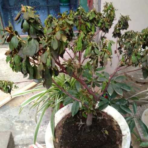 花换盆后花为什么不长 玫瑰花换盆后叶子发黄怎么处理,换盆以后不发新枝怎么办