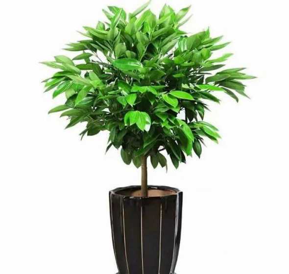 平安树在家种植怎么样 平安树室内种植方法 平安树室内种植方法大全