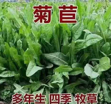 菊苣牧草什么时候播种 菊苣种植技术 菊苣牧草怎么种植