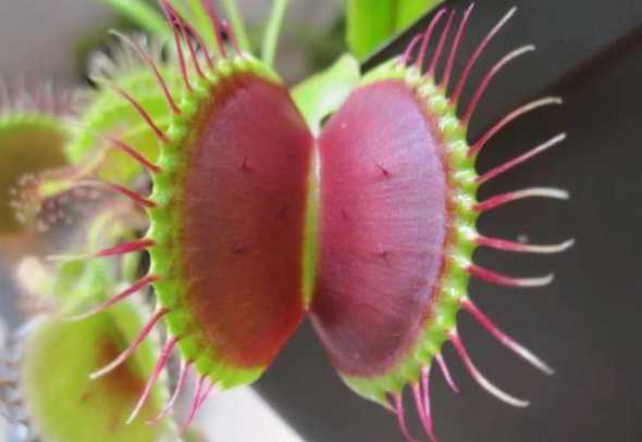 捕蝇草为什么要剪掉花 捕蝇草开花的花茎怎么剪掉