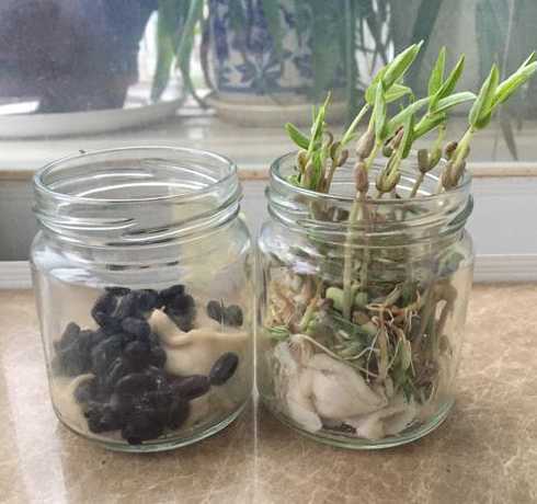 黑豆怎么种植水培盆栽 黑豆的水培方法 黑豆水培步骤