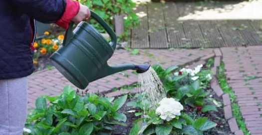 高锰酸钾溶液怎么浇花 高锰酸钾溶液可以浇花吗