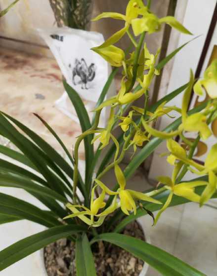 兰花什么时间搬到屋里 兰花冬季用不用搬到室内