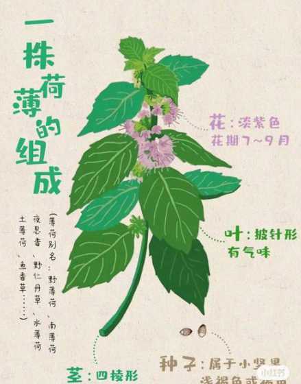 薄荷长出嫩芽怎么描写 描写叶子的句子
