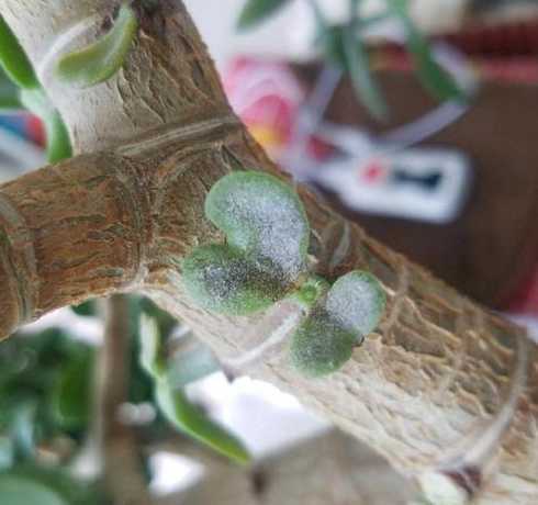 玉树叶子变薄是为什么 这玉树叶子是怎么回事叶子都好薄好软!跪求