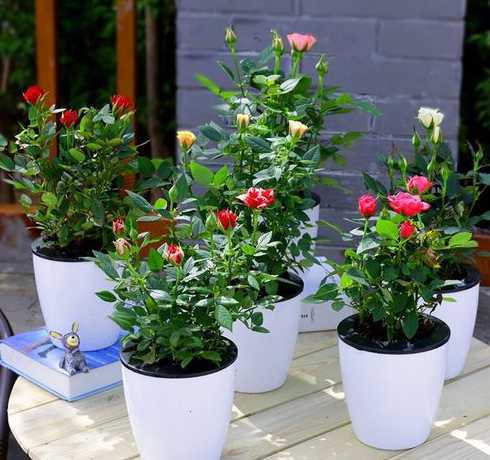 盆栽的小玫瑰花怎么养 盆栽小玫瑰花怎么养殖