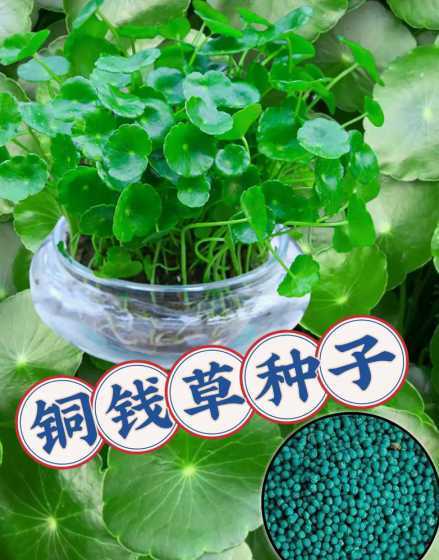 水培铜钱草怎么长茂盛 水养铜钱草怎么养比较茂盛