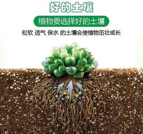家庭养玉露土怎么配置 玉露的养殖方法,用什么土