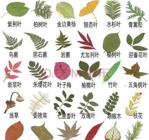 树叶要怎么样才不会干 怎样解决嫩树叶干后变形