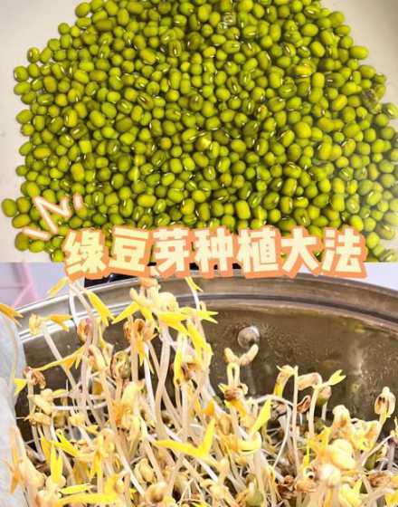 绿豆的种植方法什么做 绿豆怎么种植绿豆可以干嘛