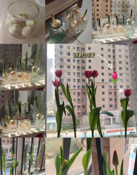 大蒜发芽什么时候开花 蒜会开花吗