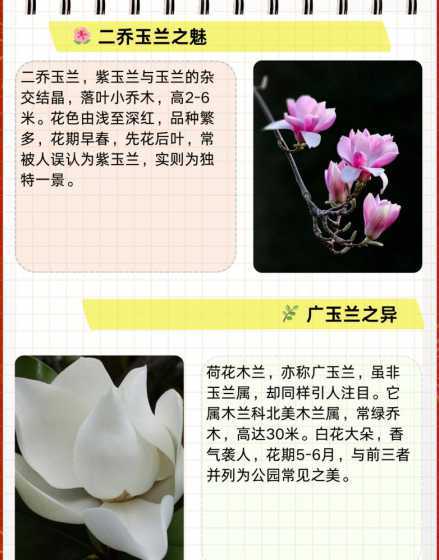 白玉兰和广玉兰哪个香 白玉兰和广玉兰的区别