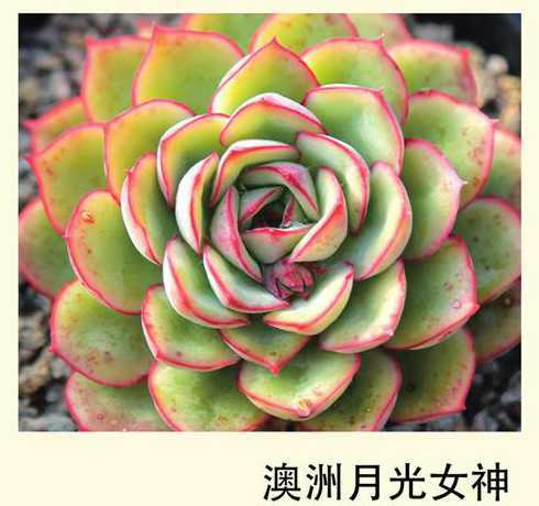 多肉为什么叫月光女神 多肉植物猎户座和原始花月夜,月光女神的区别是什么