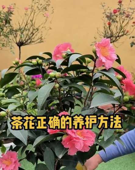 茶花要怎么样养才开花 四季茶花怎么养才能开花