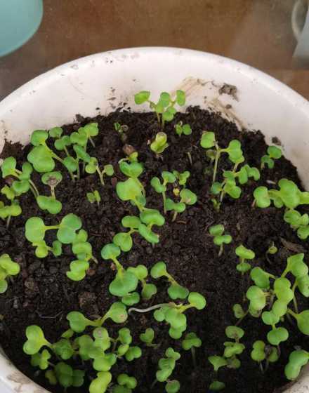 香菜发芽细高怎么回事 吃甜食或辛辣食物就遗精是怎么回事