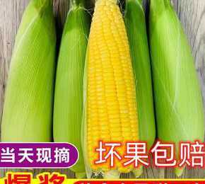 水果棒子为什么那么甜 草莓成本不高,为什么卖那么贵
