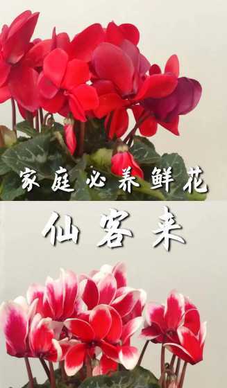 仙客来用什么时开花时 仙客来几月份开花,一年开几次花