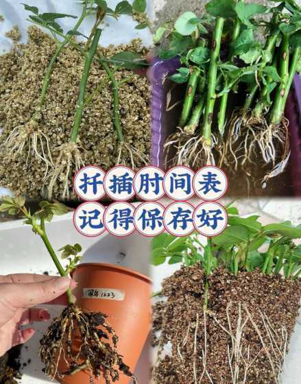 北方什么时候扦插月季 北方月季什么时候扦插 北方月季什么时候扦插最好