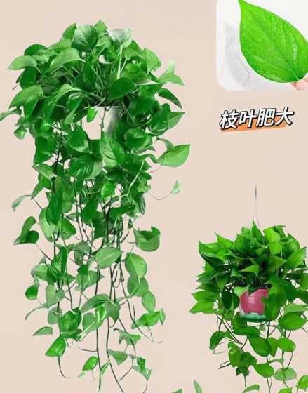 为什么绿萝可以去甲醛 绿萝为什么能吸收甲醛、吸收甲醛的最好植物