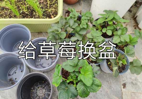 家庭盆栽草莓怎么换盆 盆栽草莓怎么养