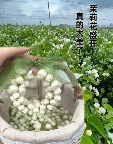 盆栽茉莉注意什么地方 茉莉盆栽的养殖方法和注意事项