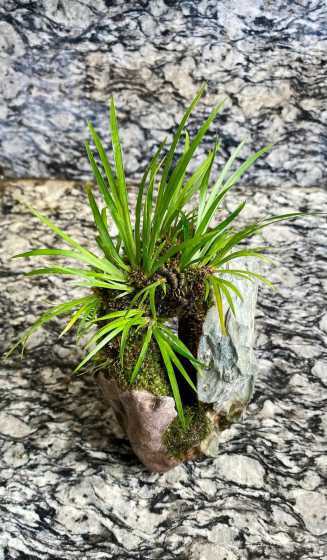 什么季节种菖蒲比较好 菖蒲怎么养