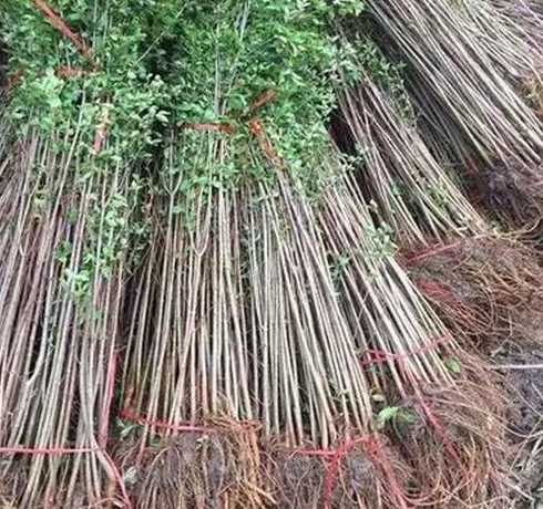 移动榆树苗什么季节好 谁知道小榆树苗要多久能长成大树