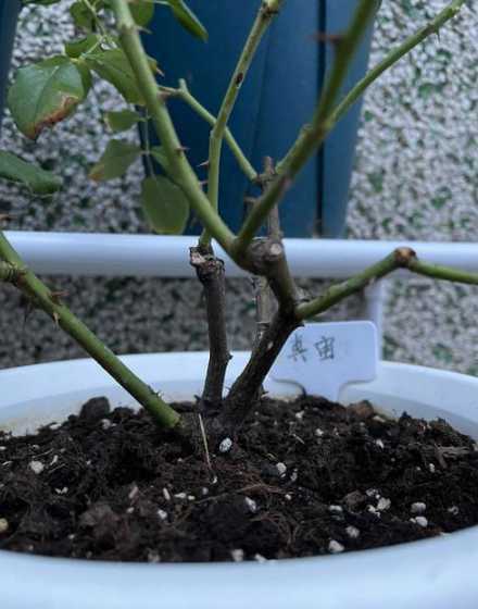 广东什么时候修剪月季 广东适合种什么月季