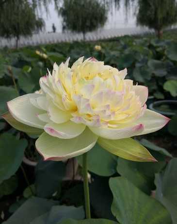 盆栽荷花选什么品种好 盆栽荷花如何选盆,从花盆材质/大小和花色方面挑选