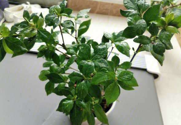 为什么植物一直不开花 为什么有的植物不开花