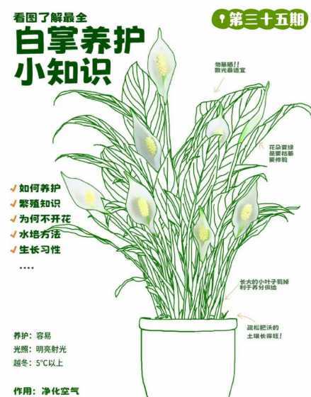 白掌什么季节可以栽种 白掌换土时间和方法