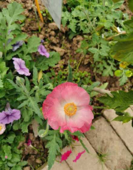 虞美人在什么季节开花 虞美人什么时候开花