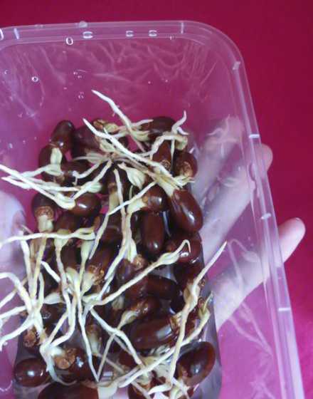 吃剩的荔枝种子怎么种 吃的荔枝种子种植方法