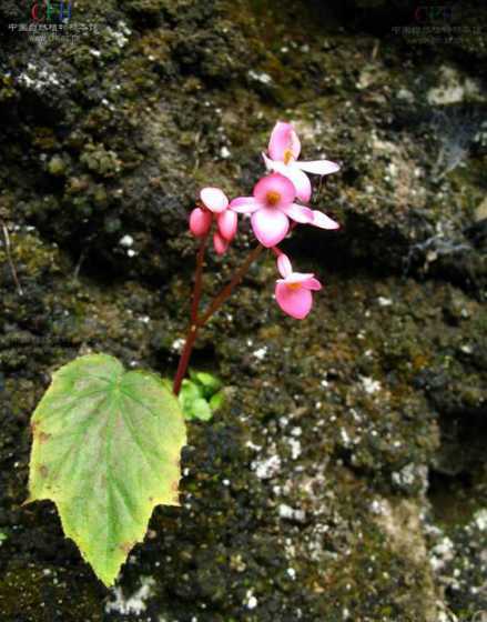 秋海棠花为什么不开花 竹节海棠什么季节开花 为什么不开花