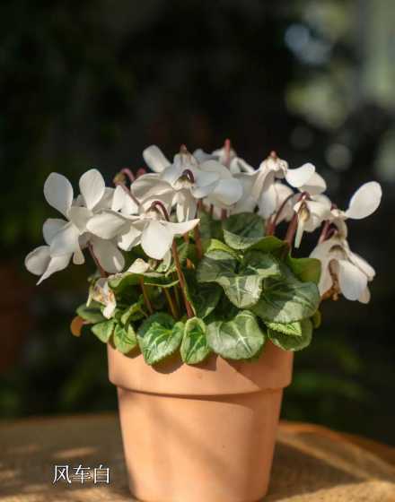 仙客来开什么时候开花 仙客来什么时候开花,一般几点钟开放