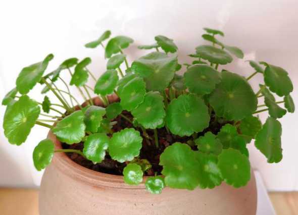 荷叶怎么种植方法家养 家养荷花怎么种(种植荷花的注意事项)