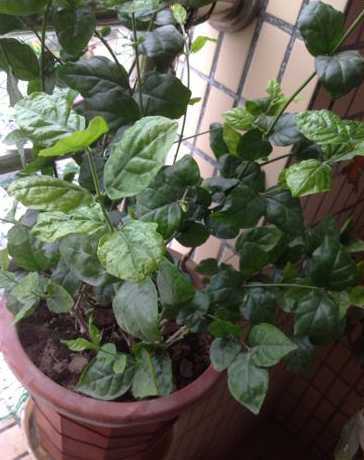 茉莉花为什么叶子卷边 为什么非洲茉莉花掉叶子,新叶是卷的,什么病,怎么治
