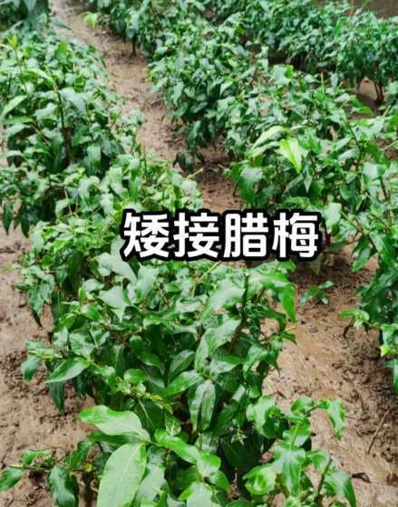 腊梅怎么样才能开花多 腊梅不开花怎么办加强光照并适当施肥