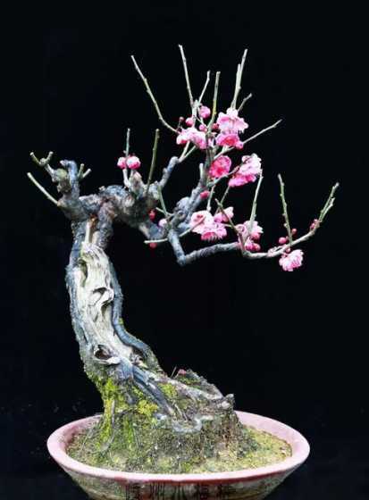 梅花盆景怎么修剪造型 梅花盆景如何修剪