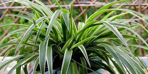 吊兰属于什么植物类群 植物都有哪些。