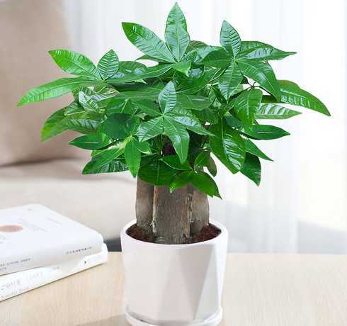 家养小盆栽养什么好处 养盆栽需要注意的事项