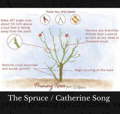 玫瑰花怎么移栽怎么剪 玫瑰花可否断枝移栽