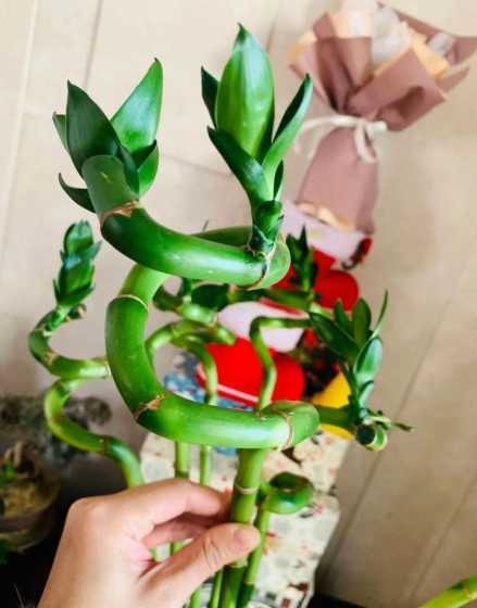 转运竹太高了怎么修剪 转运竹长高了怎么修剪,转运竹的修剪