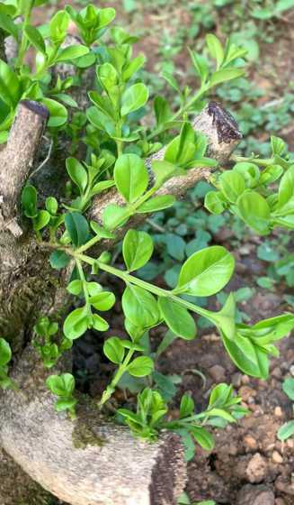 黄杨移栽后多久发新芽 雀舌黄杨修剪后几天发新芽