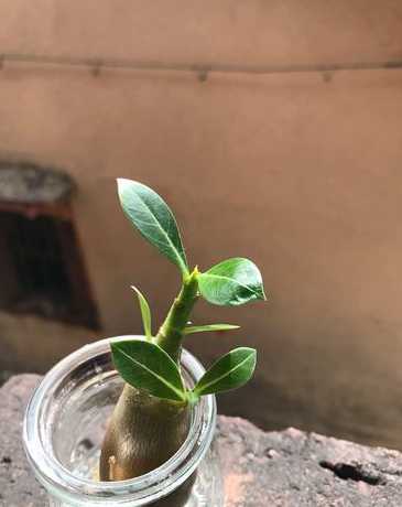 水培沙漠玫瑰怎么繁殖 沙漠玫瑰在水中怎么养